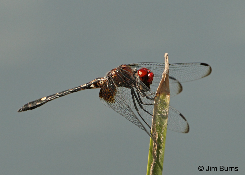 Checkered Setwing male, Yavapai Co., AZ, September 2011