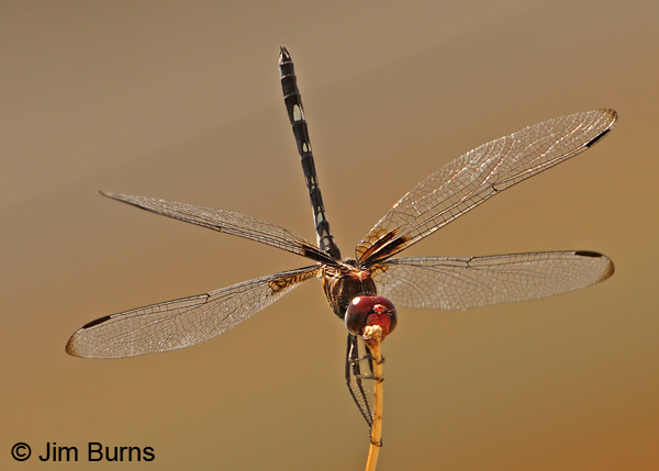 Checkered Setwing male obelisking #2, Graham Co., AZ, August 2012