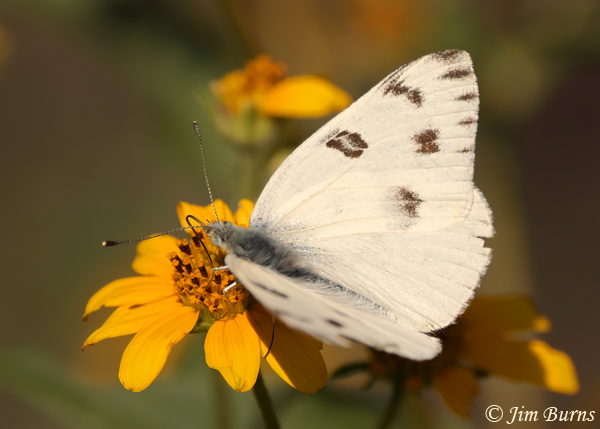 Checkered White on sunflowers, Arizona--5330