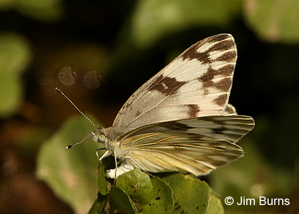 Checkered White female, Arizona