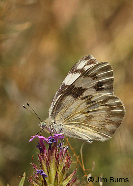 Checkered White female underwing, Arizona