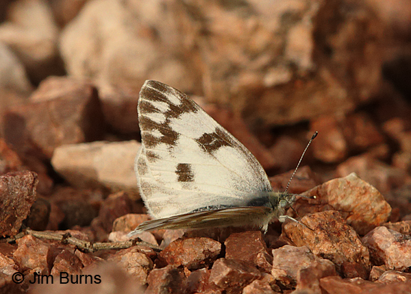 Checkered White female upperwing, Arizona