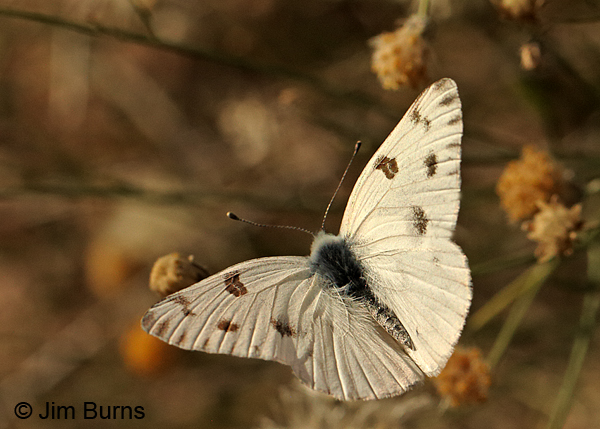 Checkered White male upperwing, Arizona
