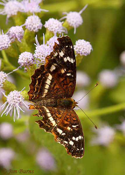 Chestnut Crescent female, Texas--2850