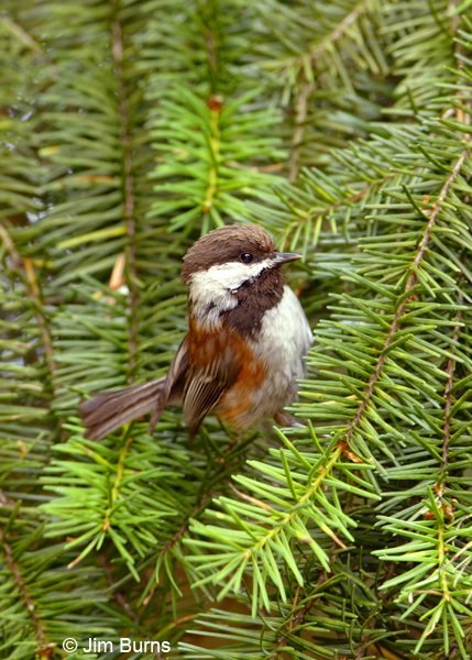 Chestnut-backed Chickadee close-up