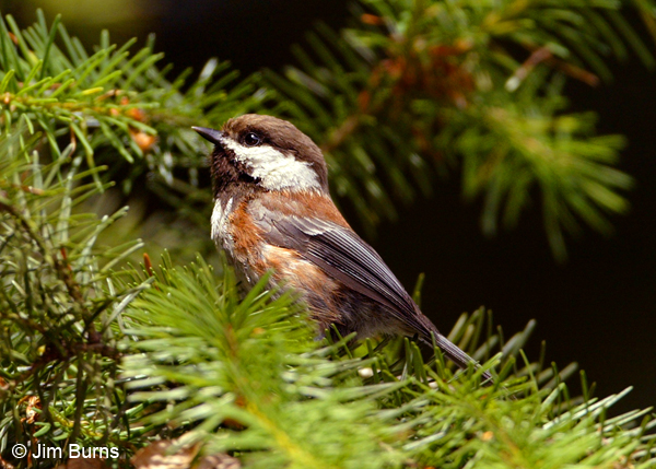 Chestnut-backed Chickadee