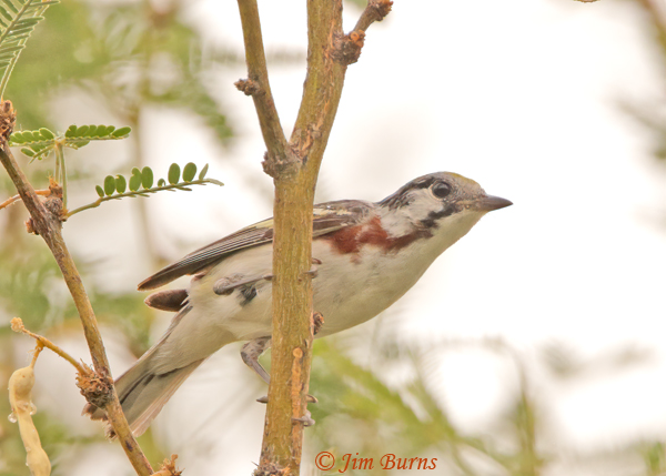 Chestnut-sided Warbler male--9159