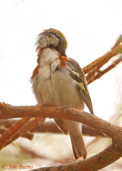 Chestnut-sided Warbler male preening after bath--9164