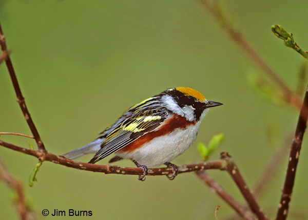 Chestnut-sided Warbler