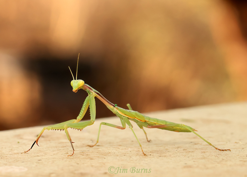 Chinese Mantis