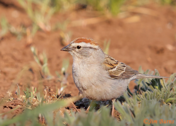 Chipping Sparrow on ground gleaning for insects--5764