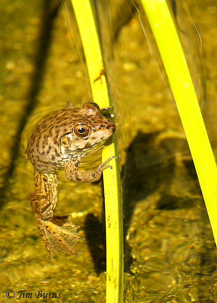 Chiricahua Leopard Frog hanging out--7113