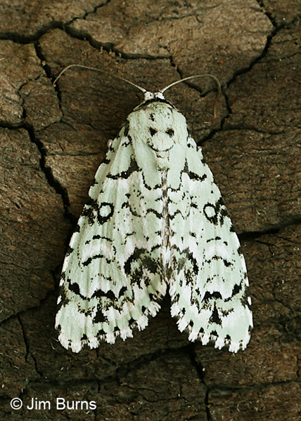 Chloronycta tybo, Arizona