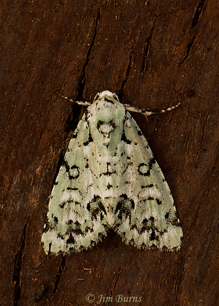 Chloronycta tybo, Arizona--0541