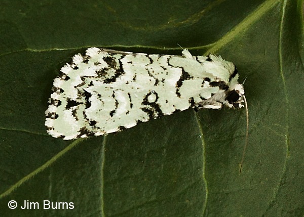 Chloronycta tybo dorsolateral view, Arizona