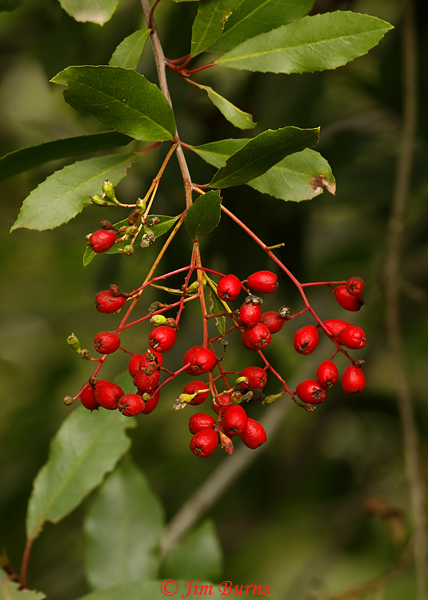 Christmas Berry (Toyon), California--9409