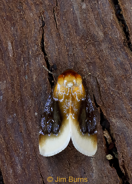 Chrysoecia scira dorsal view, Arizona--0559