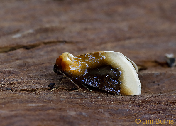 Chrysoecia scira, Arizona--0560