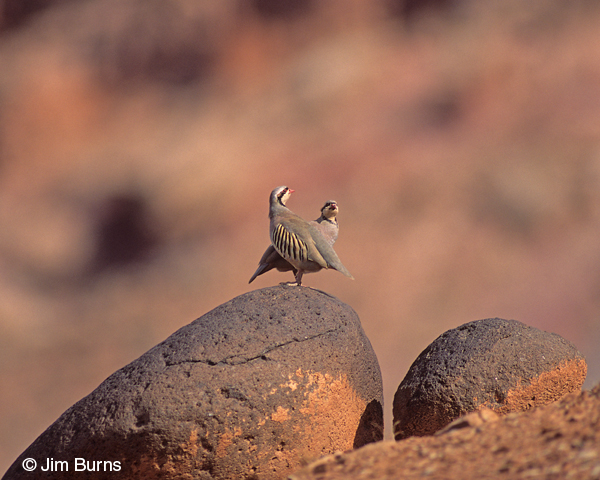 Chukars on rocks