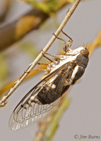 Cactus Dodger (Cacama valvata), Saguaro National Park, Arizona--7670