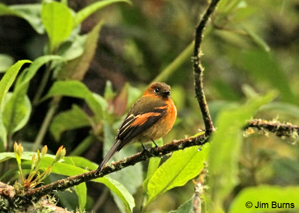 Cinnamon Flycatcher