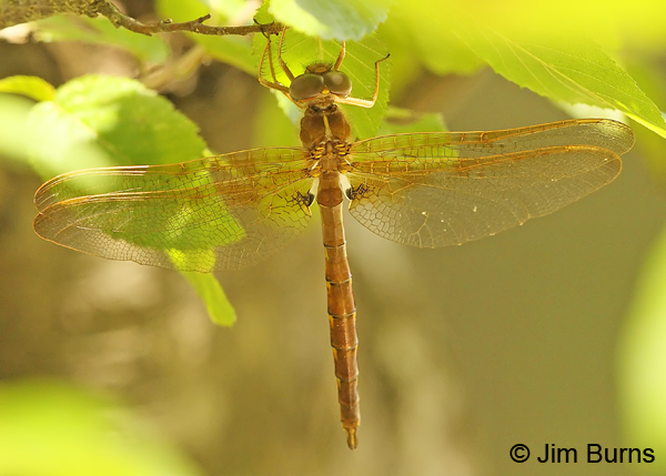 Cinnamon Shadowdragon female, Montgomery Co., AR, May 2013