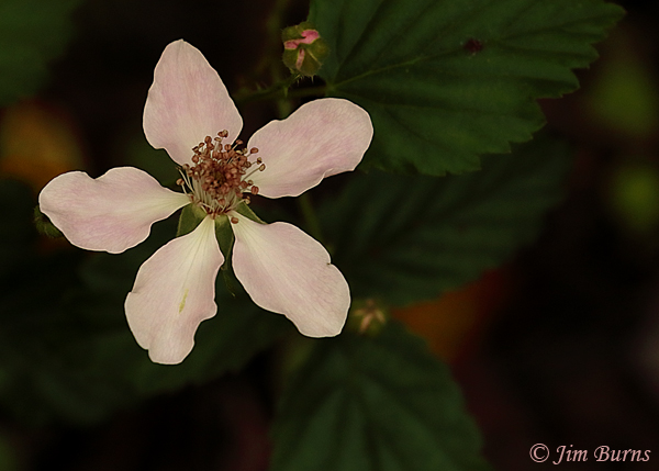 Cinquefoil, Florida--7958