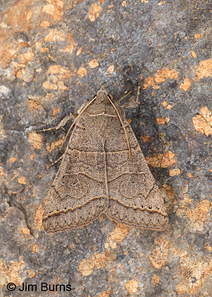 Cissusa mucronata, Arizona