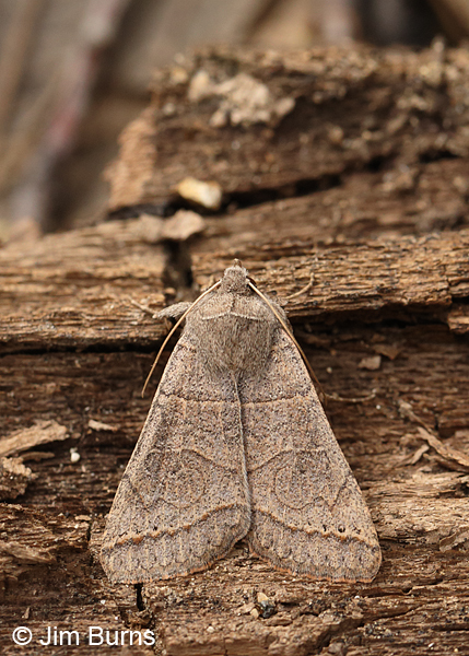 Cissusa mucronata #2 on log, Arizona