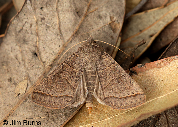 Cissusa mucronata hindwing in leaves, Arizona