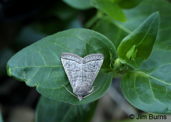 Cissusa mucronata in foliage, Arizona