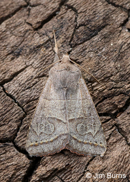 Cissusa mucronata on log, Arizona