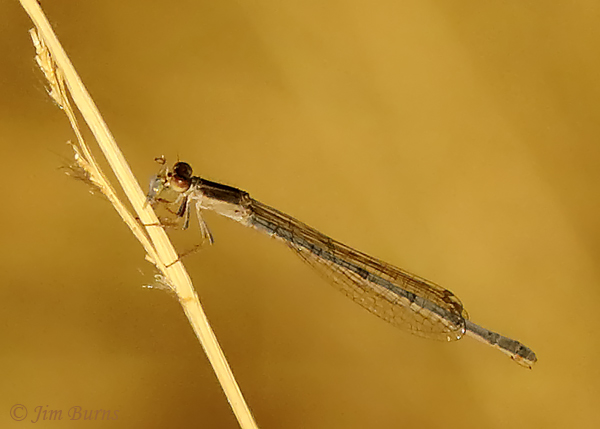 Citrine Forktail female devouring gnat, Pinal Co., AZ, December 2018--4528