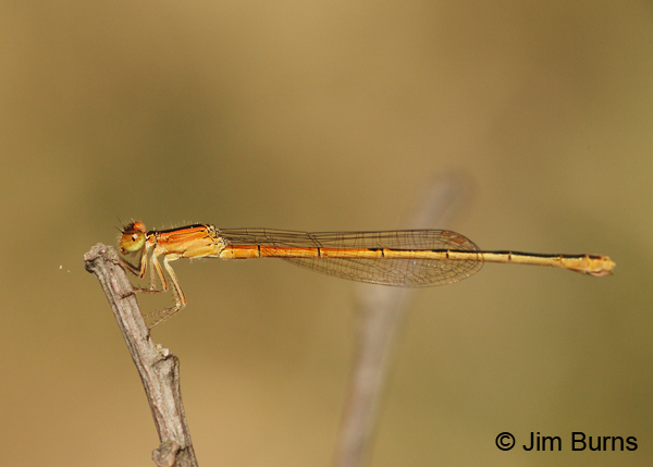 Citrine Forktail female, Angelina Co., TX, April 2013