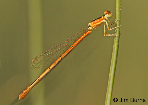 Citrine Forktail female, Maricopa Co., AZ, June 2012