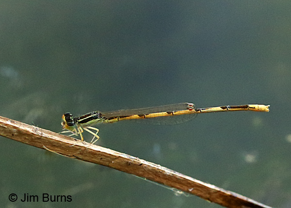 Citrine Forktail male, Maricopa Co., AZ, April 2017