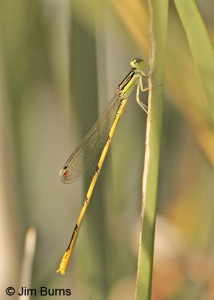 Citrine Forktail male, Maricopa Co., AZ, September 2012