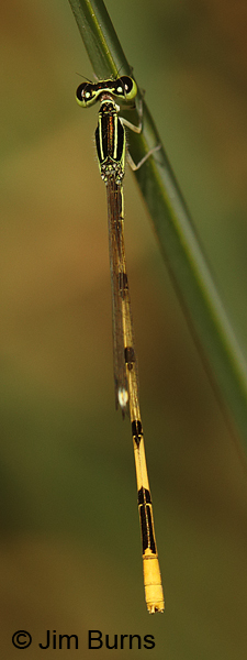 Citrine Forktail male dorsal view, Maricopa Co., AZ, July 2014
