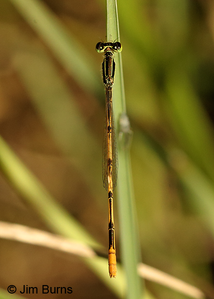 Citrine Forktail male dorsal view, Collier Co., FL, December 2016