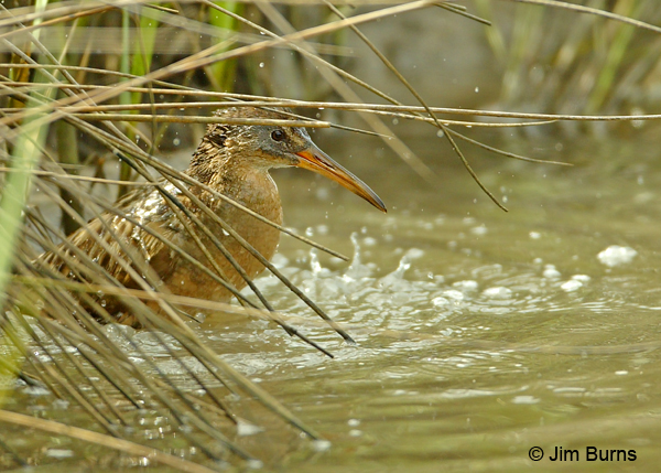 Clapper Rail bathing