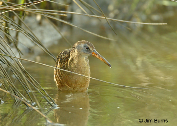 Clapper Rail cooling off