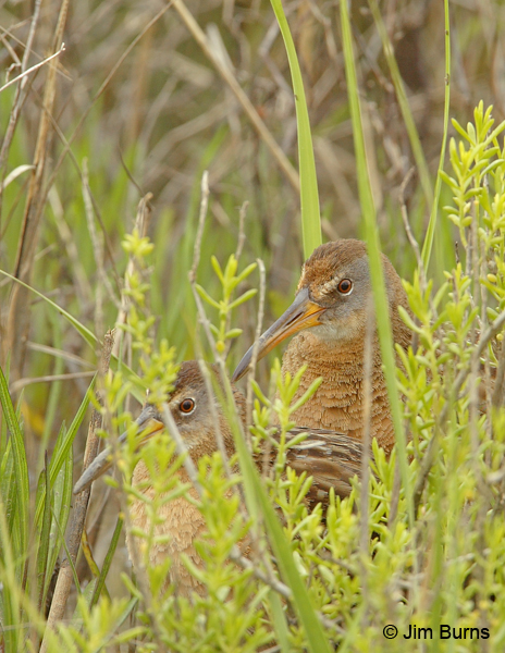 Clapper Rail pair