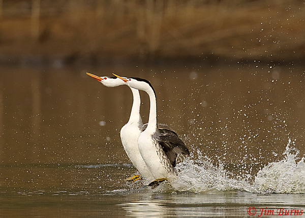 Clark's Grebes rushing horizontal--8997