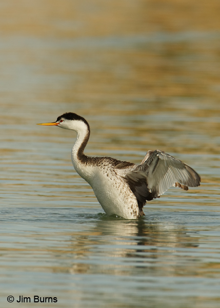 Clark's Grebe flap preening