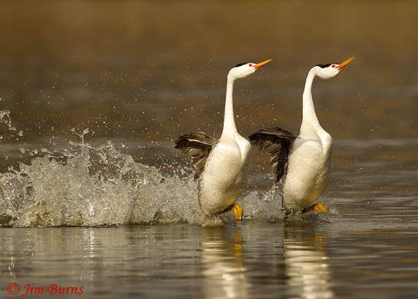 Clark's Grebes rushing horizontal--9097