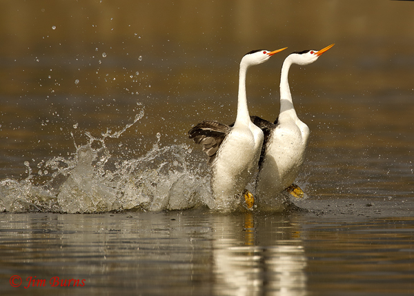 Clark's Grebes rushing horizontal--9110