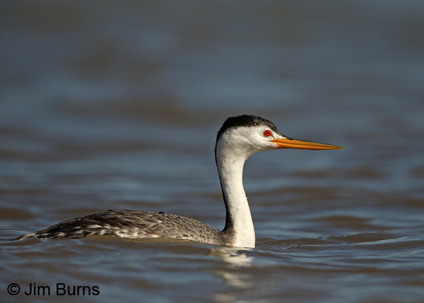 Clark's Grebe muddy waters