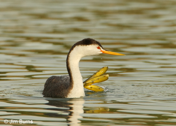 Clark's Grebe paddle