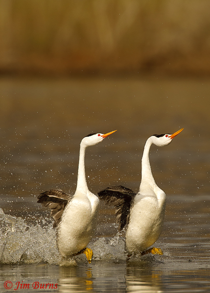 Clark's Grebes rushing vertical--9097