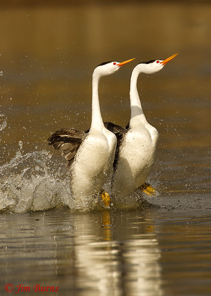 Clark's Grebes rushing vertical--9110
